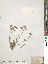 Gypsophila fastigiata image