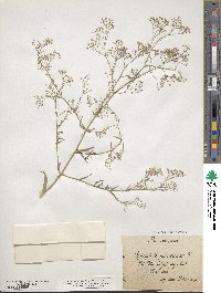 Gypsophila paniculata image