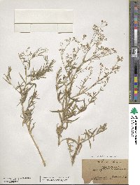 Gypsophila paniculata image