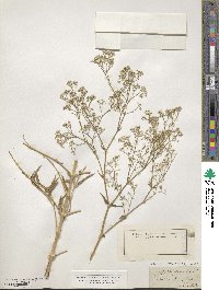 Gypsophila paniculata image