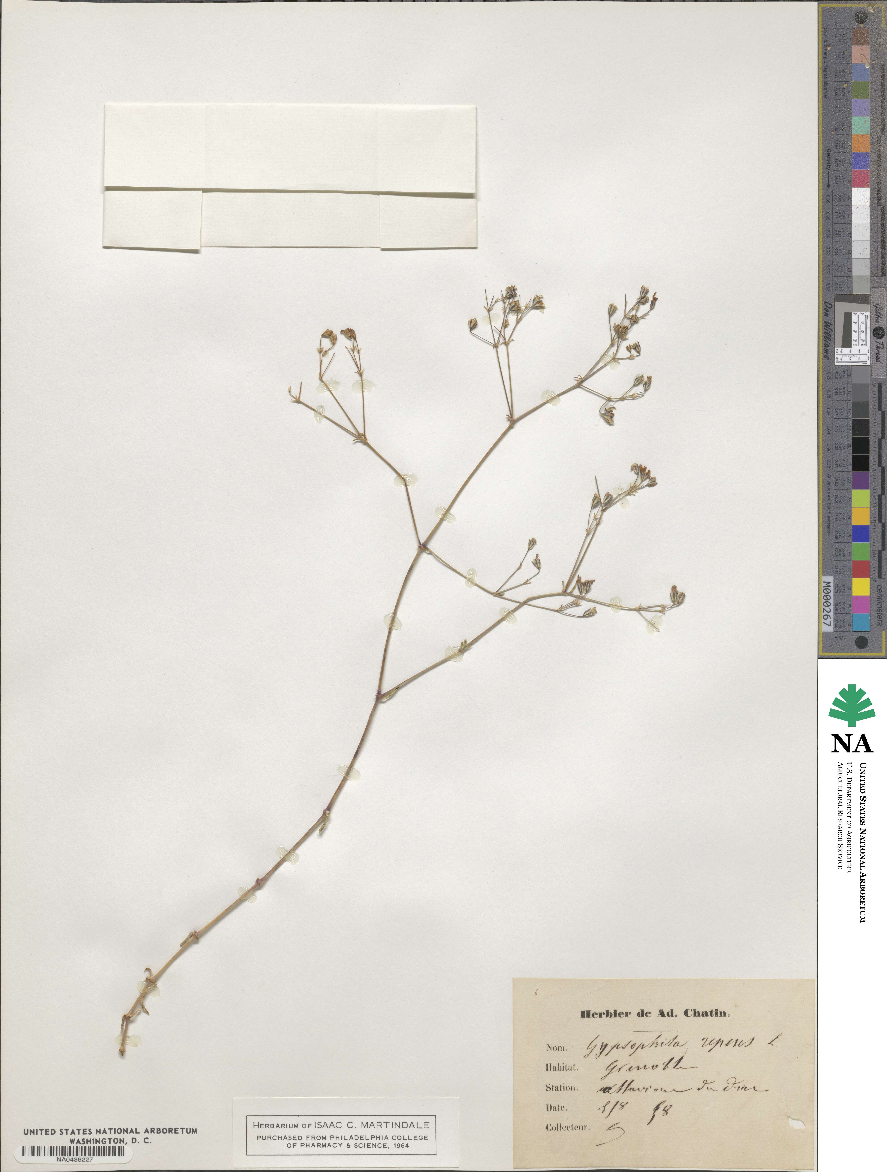 Gypsophila repens image