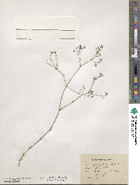 Gypsophila repens image