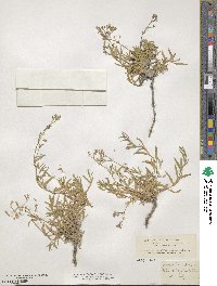 Gypsophila repens image