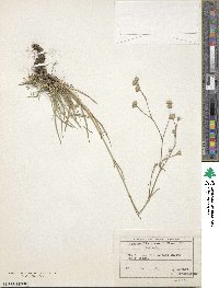 Image of Gypsophila stevenii