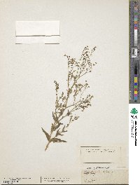 Gypsophila viscosa image