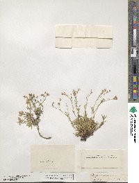 Gypsophila repens image