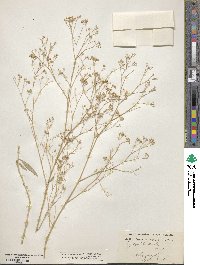 Image of Gypsophila aucheri