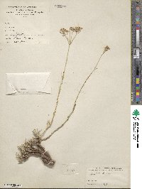 Gypsophila fastigiata image