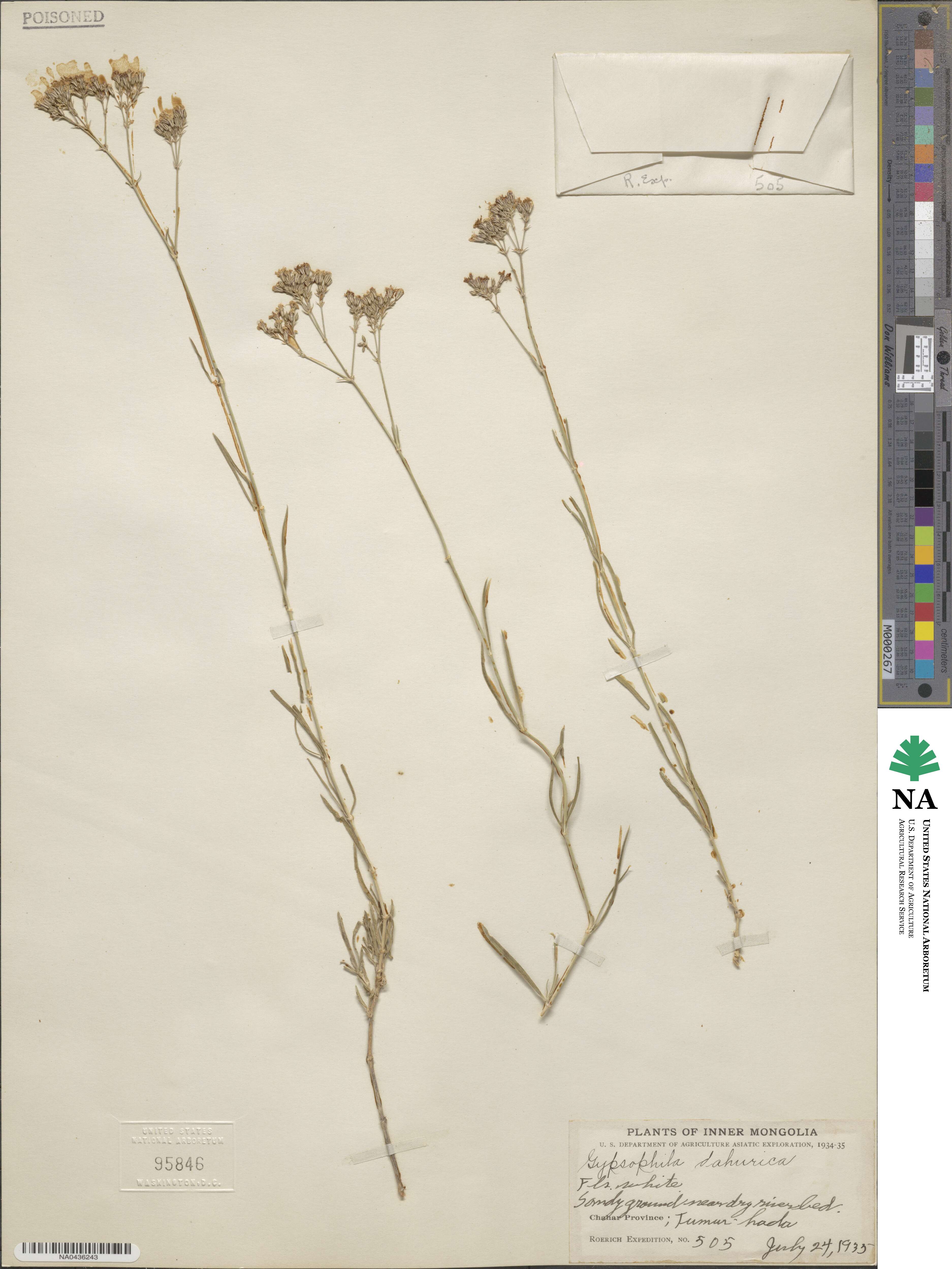 Gypsophila fastigiata image
