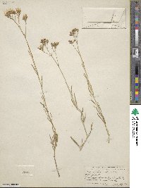 Gypsophila fastigiata image