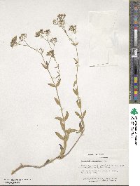 Gypsophila oldhamiana image