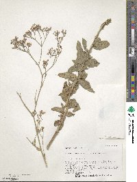 Gypsophila pacifica image