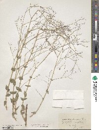 Image of Gypsophila ruscifolia