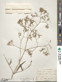 Gypsophila acutifolia image