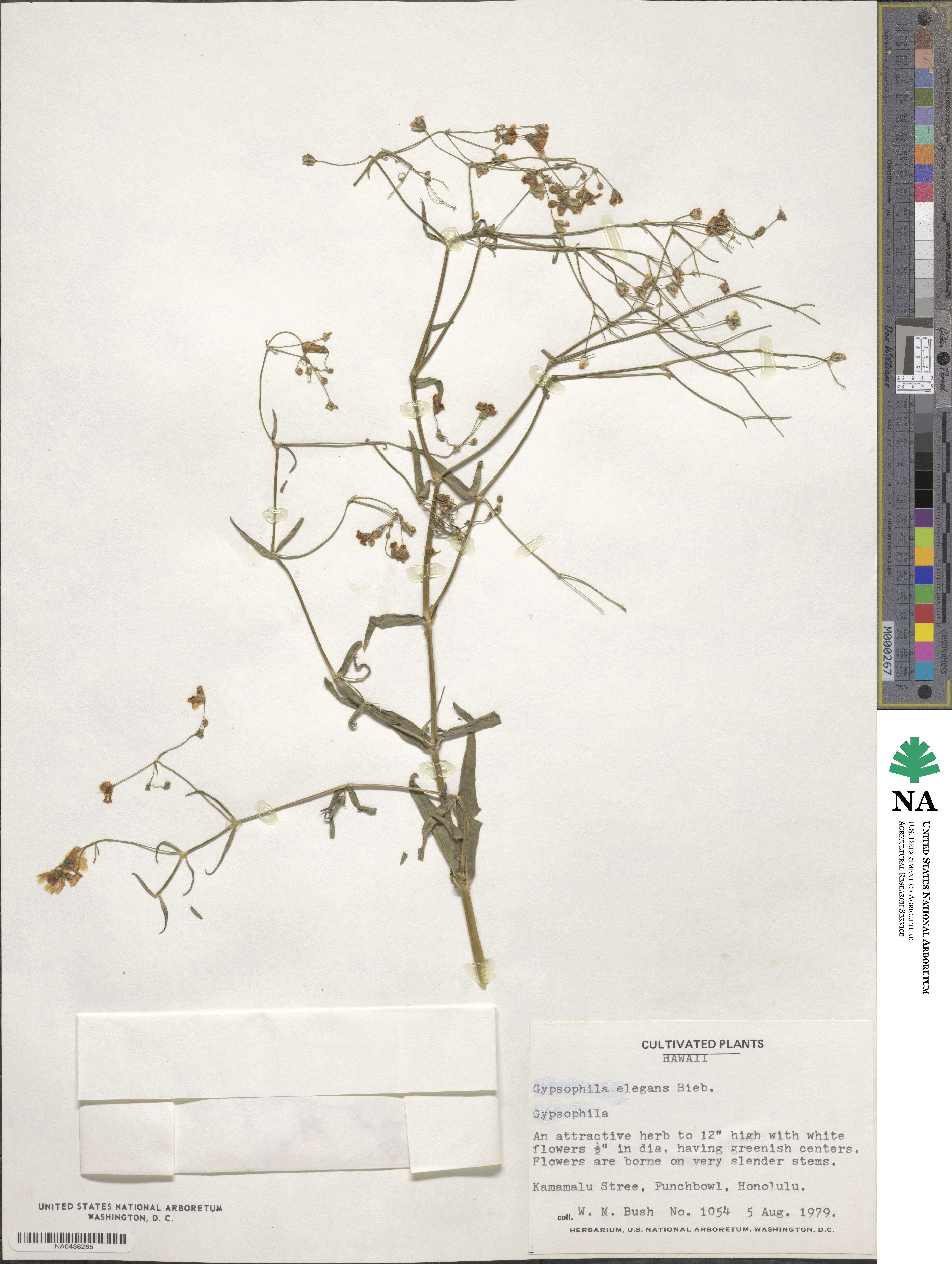 Gypsophila elegans image