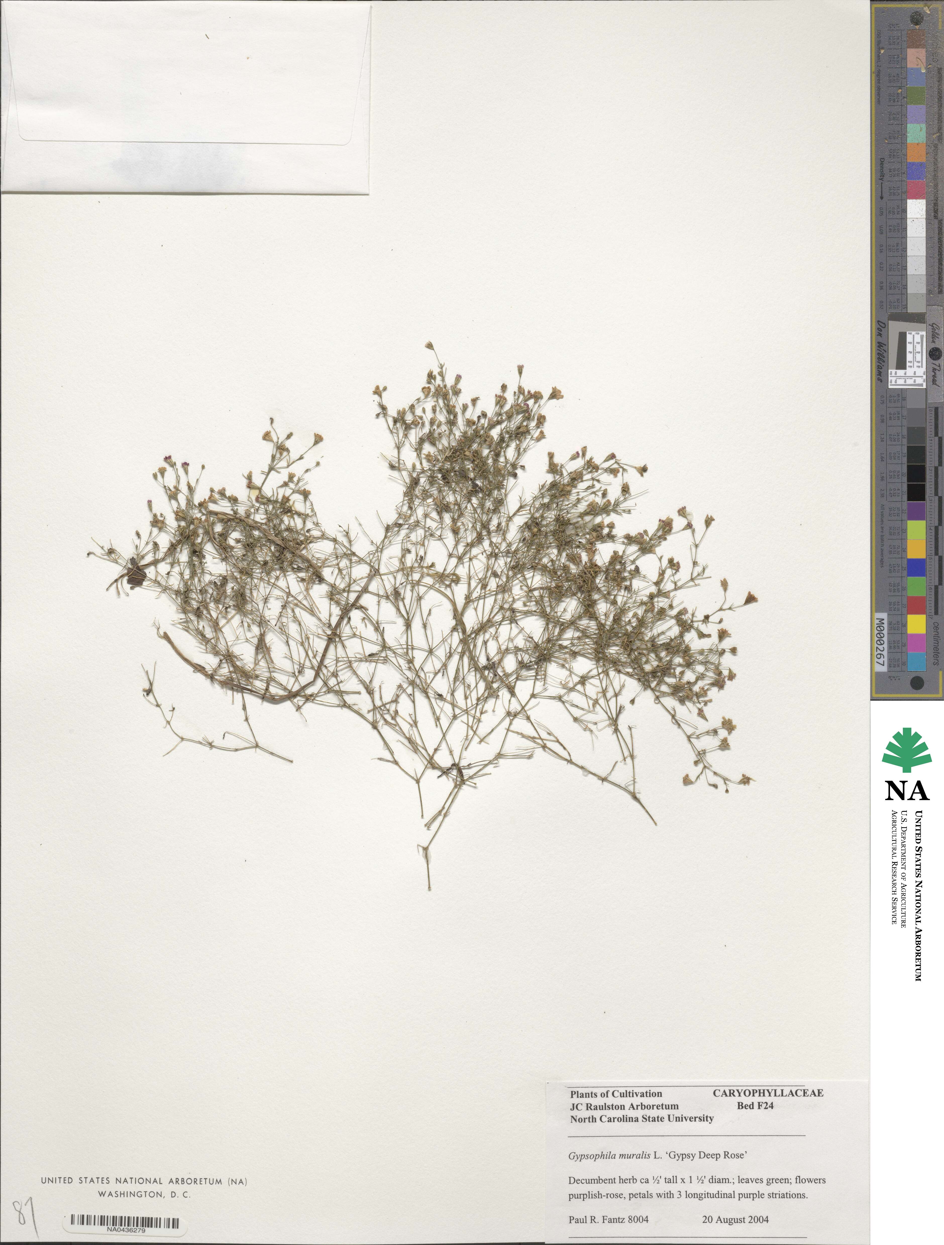 Psammophiliella muralis image