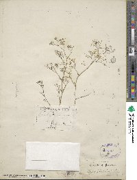 Gypsophila paniculata image