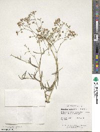 Gypsophila paniculata image