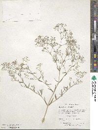 Gypsophila paniculata image