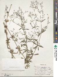 Gypsophila paniculata image