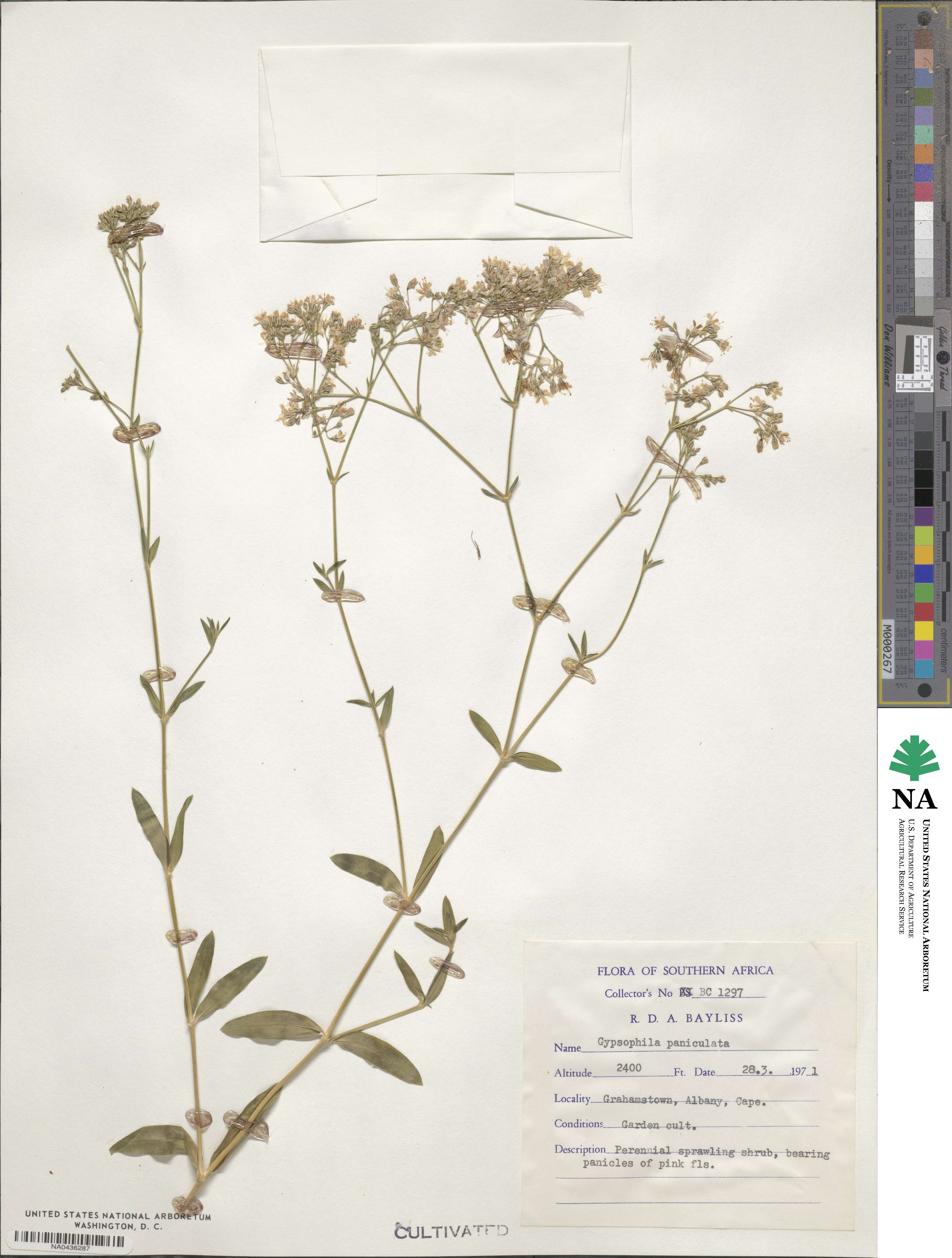 Gypsophila paniculata image