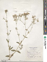 Gypsophila paniculata image