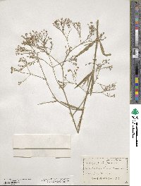 Gypsophila paniculata image