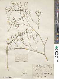 Gypsophila paniculata image