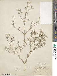 Gypsophila paniculata image