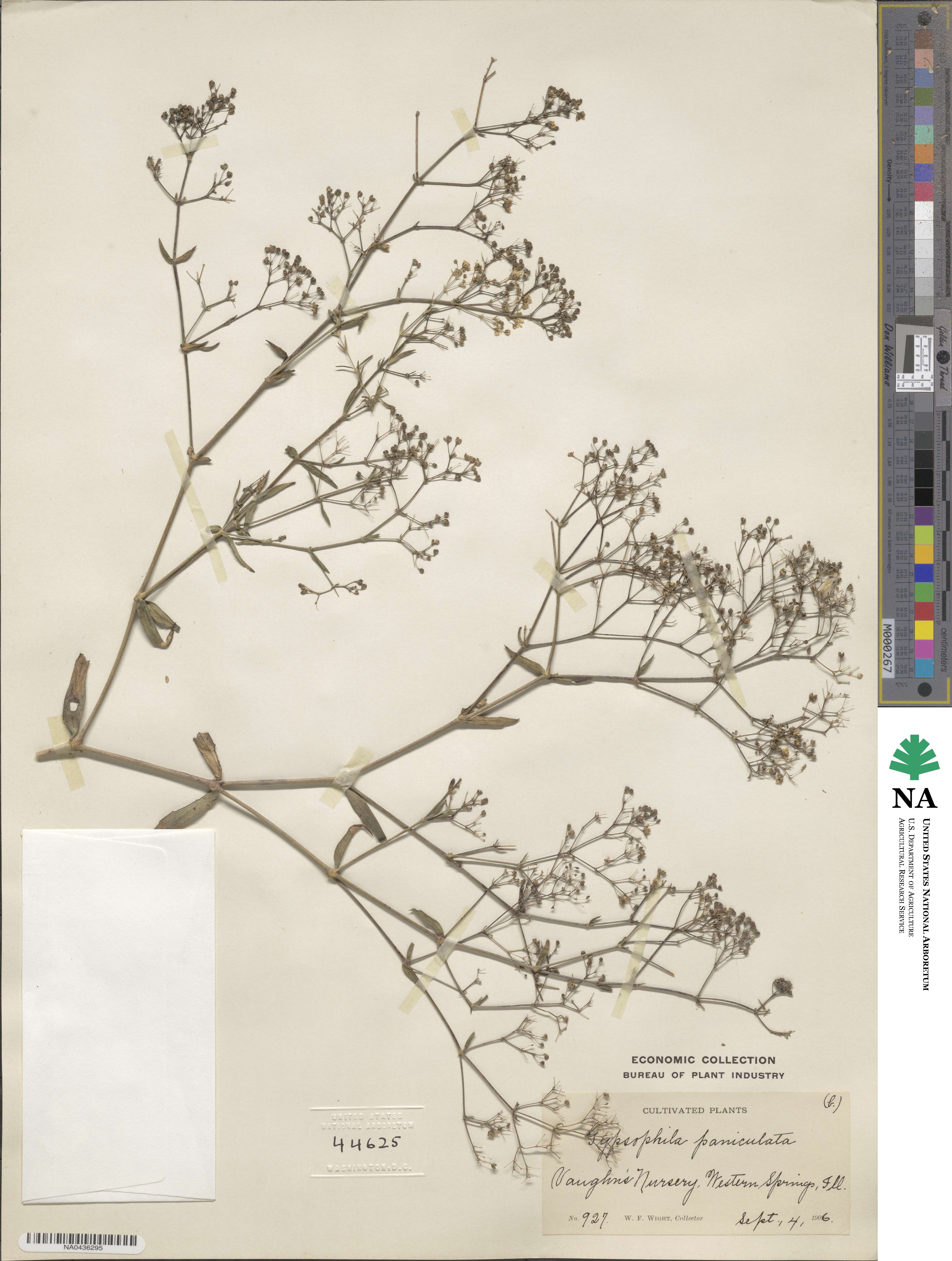 Gypsophila paniculata image