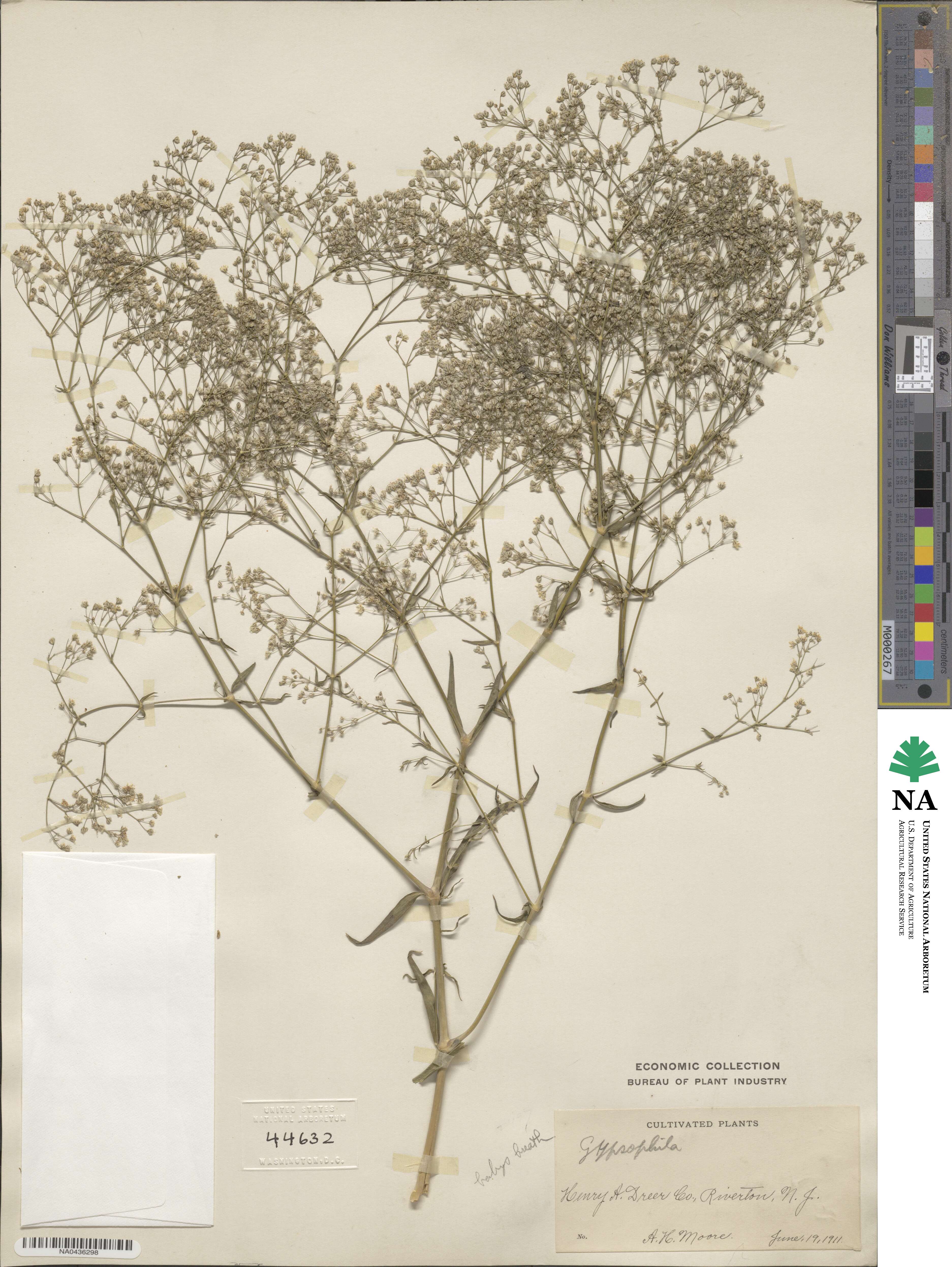 Gypsophila paniculata image