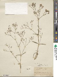 Gypsophila repens image