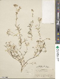 Gypsophila repens image