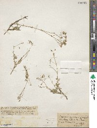 Gypsophila cephalotes image