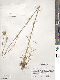 Petrorhagia prolifera image