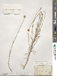 Petrorhagia prolifera image