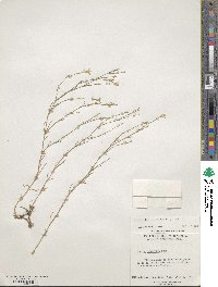 Petrorhagia saxifraga image