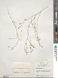 Petrorhagia saxifraga image