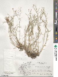 Dianthus illyricus subsp. haynaldianus image