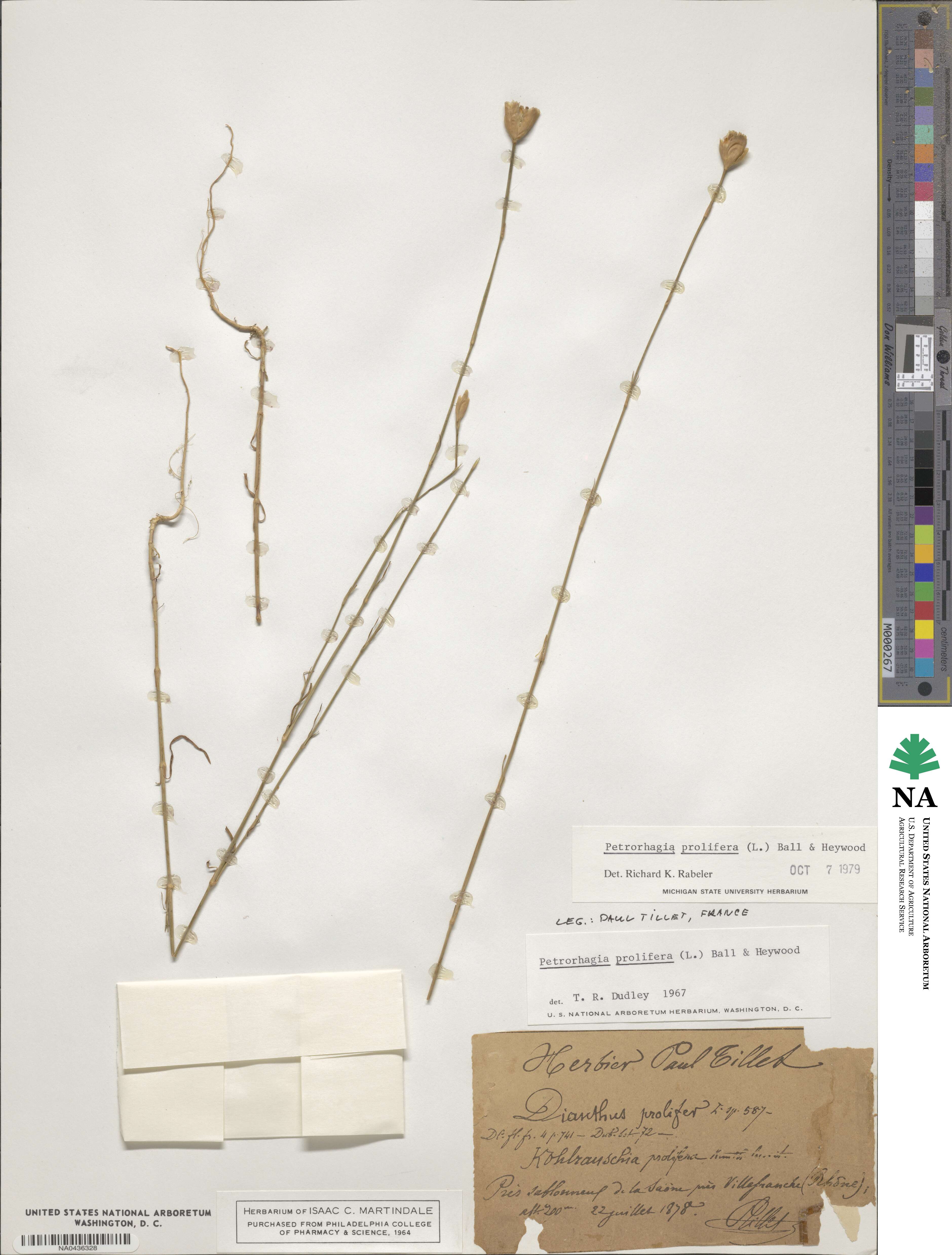 Petrorhagia prolifera image