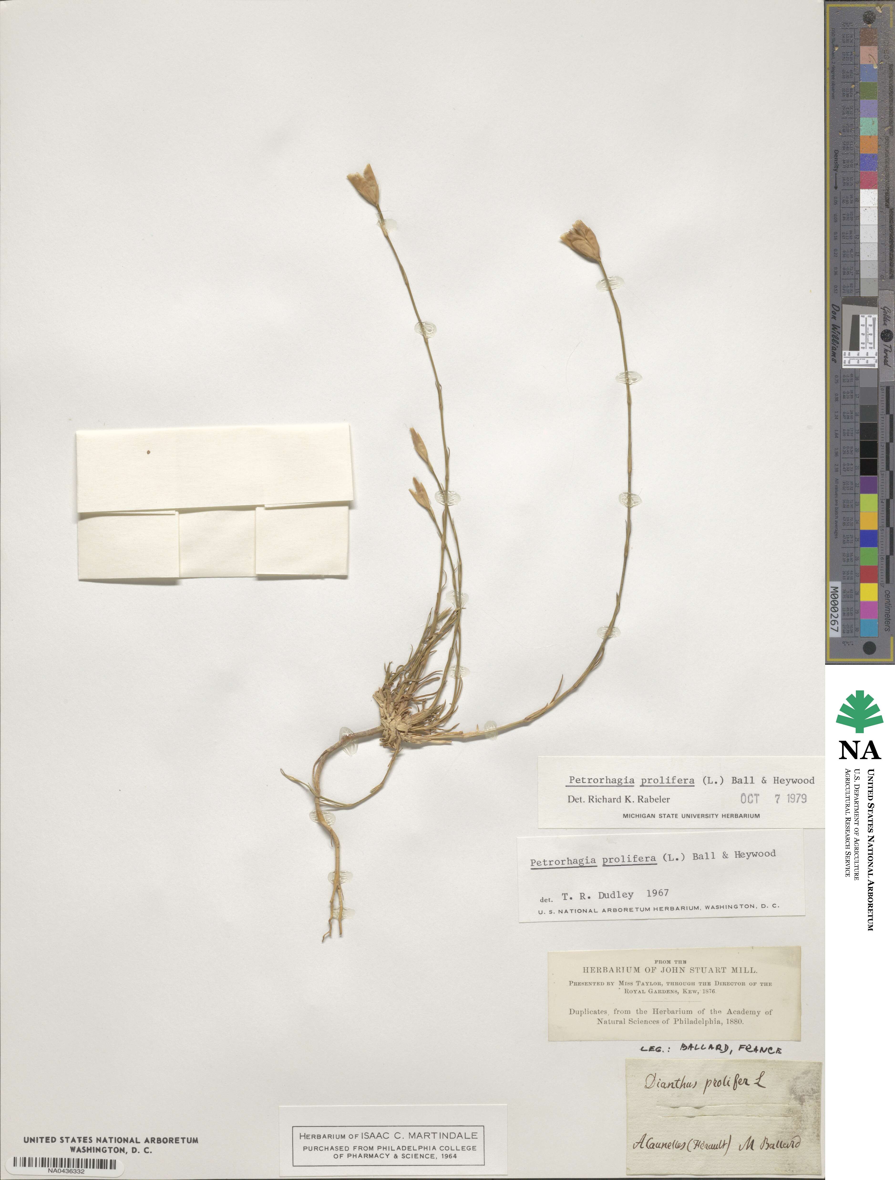 Petrorhagia prolifera image