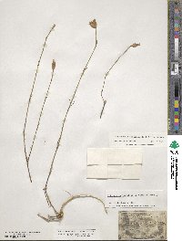 Petrorhagia prolifera image