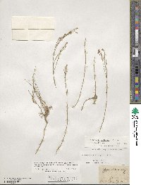 Petrorhagia saxifraga image