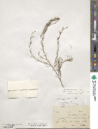 Petrorhagia saxifraga image