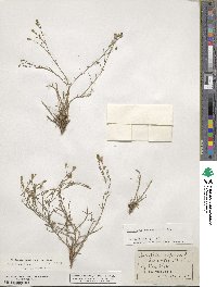 Petrorhagia saxifraga image