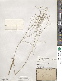 Petrorhagia saxifraga image