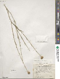 Petrorhagia prolifera image