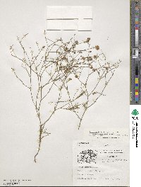 Petrorhagia saxifraga image