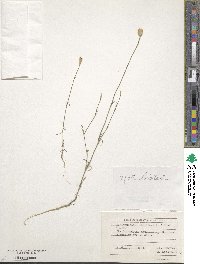 Petrorhagia prolifera image