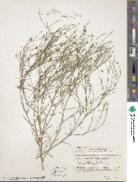 Petrorhagia saxifraga image